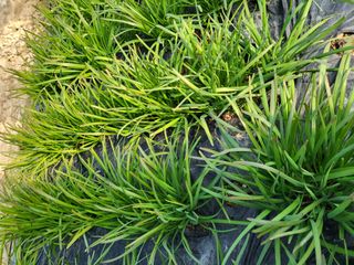 자연그대님의 농사, 무엇이든 물어보세요! · 참여글 작성글 사진