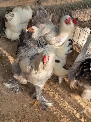 강 찬규님의 팜모닝에서 기억에 남은 것은? · 참여글 작성글 사진