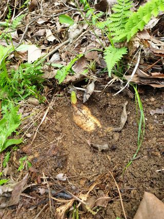 산약초농원님의 자유주제 · 자유게시판 작성글 사진