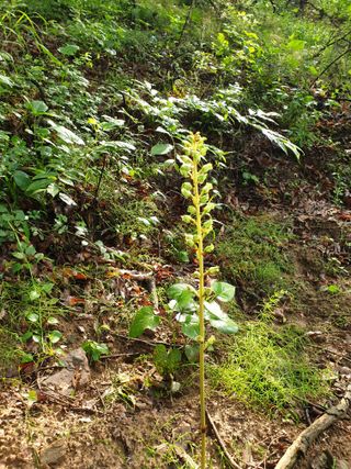 산약초농원님의 자유주제 · 자유게시판 작성글 사진