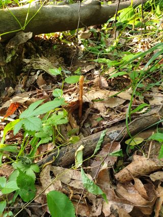 산약초농원님의 자유주제 · 자유게시판 작성글 사진
