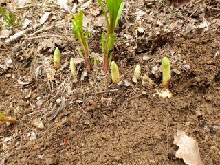 산약초농원님의 자유주제 · 자유게시판 작성글 사진