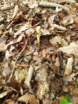 산약초농원님의 자유주제 · 자유게시판 작성글 사진