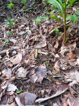 산약초농원님의 자유주제 · 자유게시판 작성글 사진