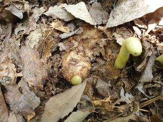 산약초농원님의 자유주제 · 자유게시판 작성글 사진