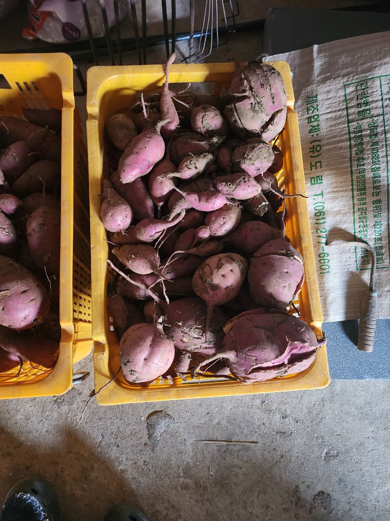 장터 상품 [고구마10kg] 썸네일