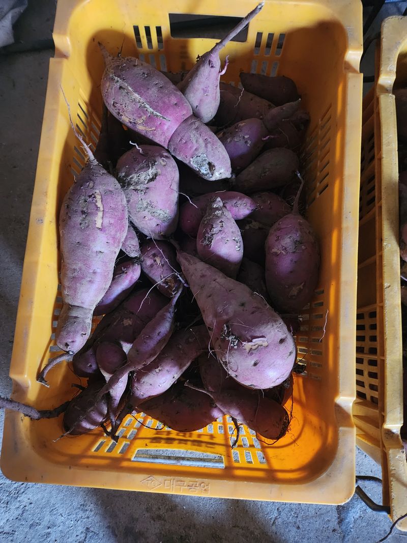 두아이부모님의 장터 판매 상품 [고구마10kg] 첨부 사진