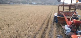 명황성님의 벼 · 자유게시판 작성글 사진