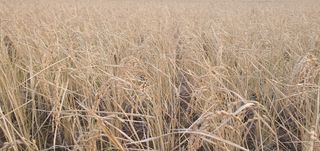 명황성님의 벼 · 자유게시판 작성글 사진