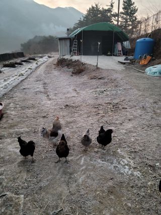 이숲농원님의 자유주제 · 자유게시판 작성글 사진