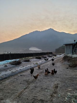 이숲농원님의 자유주제 · 자유게시판 작성글 사진