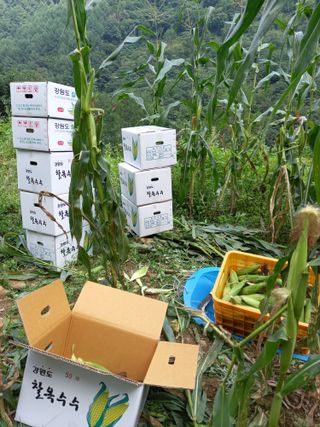 둥이 맘님의 팜모닝에서 기억에 남은 것은? · 참여글 작성글 사진