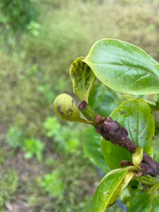 유랑생활님의 감 · 병해충상담 작성글 사진