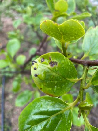 유랑생활님의 감 · 병해충상담 작성글 사진