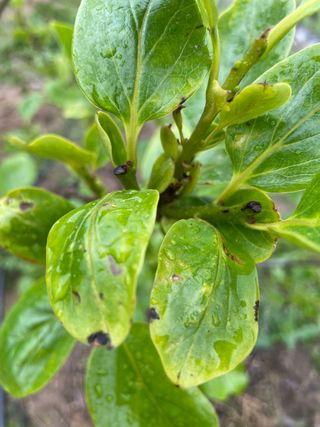 유랑생활님의 감 · 병해충상담 작성글 사진