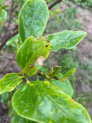 유랑생활님의 감 · 병해충상담 작성글 사진