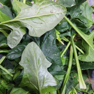 박준영님의 시금치 · 병해충상담 작성글 사진