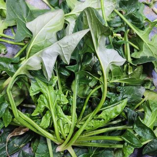 박준영님의 시금치 · 병해충상담 작성글 사진