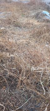 팜모닝 고구마·영농일지 게시글 이미지