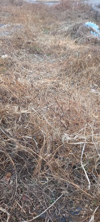 해와 달님의 고구마 · 영농일지 작성글 사진