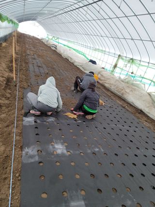 병풍취산채농원님의 두릅 · 삽목•정식 작성글 사진