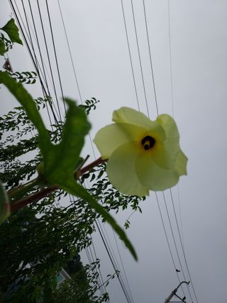 태일농산이정수님의 기타작물 · 자유게시판 작성글 사진