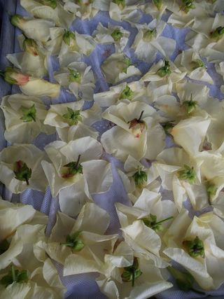 태일농산이정수님의 기타작물 · 자유게시판 작성글 사진