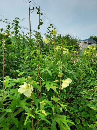 태일농산이정수님의 기타작물 · 자유게시판 작성글 사진