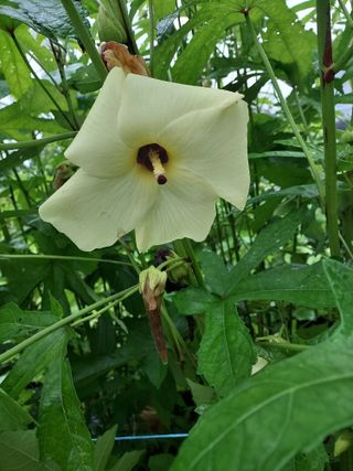 태일농산이정수님의 기타작물 · 자유게시판 작성글 사진