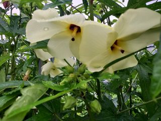 태일농산이정수님의 기타작물 · 자유게시판 작성글 사진