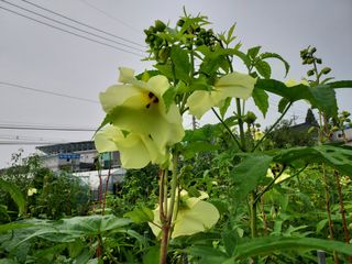 태일농산이정수님의 기타작물 · 자유게시판 작성글 사진