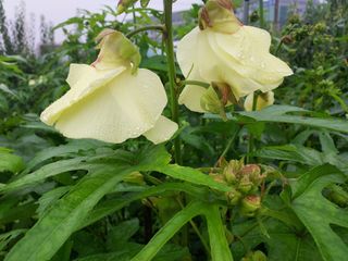 태일농산이정수님의 기타작물 · 자유게시판 작성글 사진