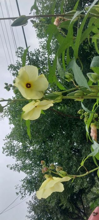 낙엽교목류15665님의 우리동네 · 동네자랑 작성글 사진