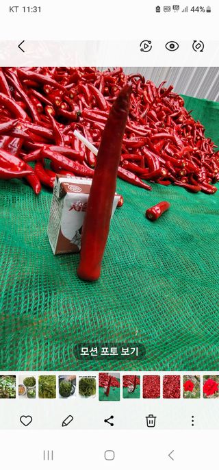 고추농사 정 미라님의 팜모닝에서 기억에 남은 것은? · 참여글 작성글 사진