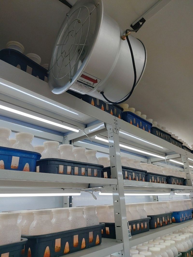 맥문동 천문동님의 장터 판매 상품 [버섯 스마트 팜 팝니다 다용도 재배 가능] 첨부 사진