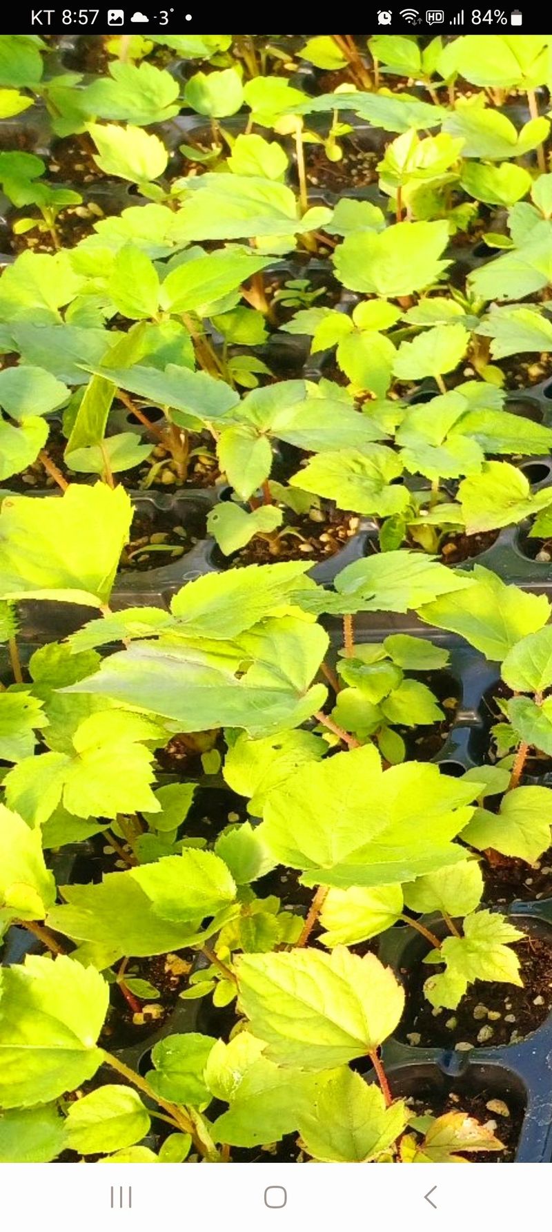 김종덕님의 장터 판매 상품 [야생땅두릅 개갑씨앗 100g[독활]] 첨부 사진