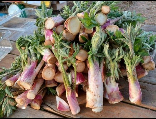 김종덕님의 장터 판매 상품 [야생땅두릅 개갑씨앗 100g[독활]] 첨부 사진