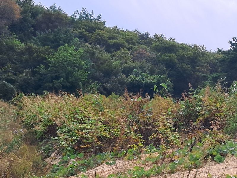 김종덕님의 장터 판매 상품 [야생땅두릅 개갑씨앗 100g[독활]] 첨부 사진