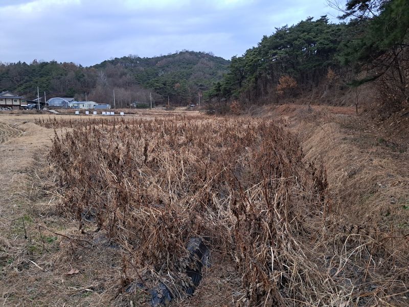 김종덕님의 장터 판매 상품 [야생땅두릅 개갑씨앗 100g[독활]] 첨부 사진