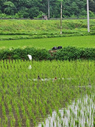 농부 임성훈님의 작성글 사진