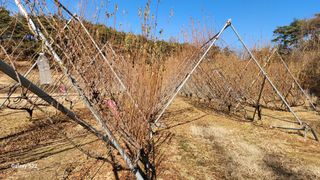 김준한님의 자두 · 자유게시판 작성글 사진