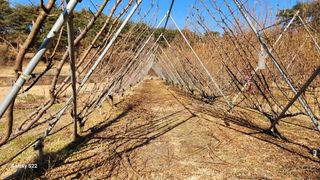 김준한님의 자두 · 자유게시판 작성글 사진