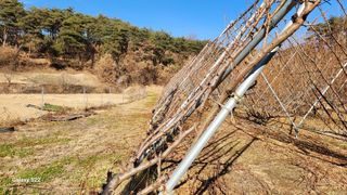 김준한님의 자두 · 자유게시판 작성글 사진