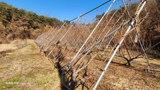 김준한님의 자두 · 자유게시판 작성글 사진