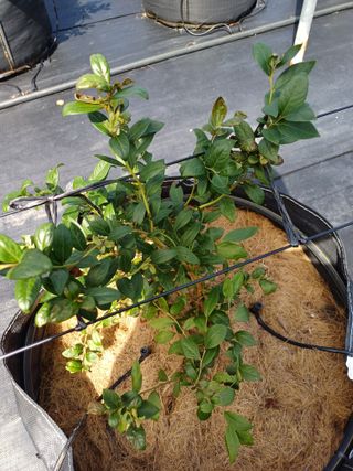 농사블리님의 블루베리 · 영농일지 작성글 사진