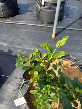 농사블리님의 블루베리 · 영농일지 작성글 사진