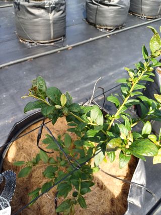 농사블리님의 블루베리 · 영농일지 작성글 사진