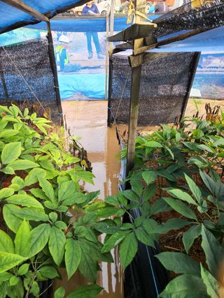 김현화님의 팜모닝 · 출석 작성글 사진