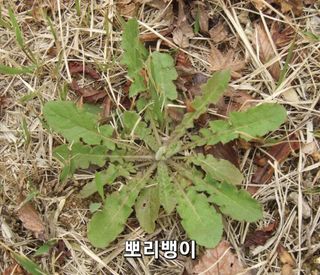 김중언님의 자유주제 · 자유게시판 작성글 사진