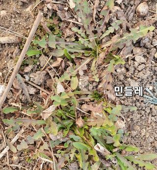김중언님의 자유주제 · 자유게시판 작성글 사진